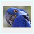 Free Random Birds Screensaver 1.0 screenshot Free Random Birds Screensaver 1.0 screenshot