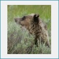 Free Yellowstone National Park Screensaver 1.0 screenshot