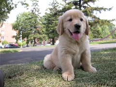 Golden Retriever Screensaver 1.1 screenshot