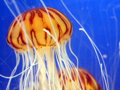 Jellyfish Swarms Screensaver 1.1 screenshot Jellyfish Swarms Screensaver 1.1 screenshot