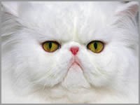 JoyLax cat Screensaver 1.0 screenshot JoyLax cat Screensaver 1.0 screenshot
