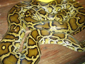 Killer Snakes Screensaver 1 screenshot Killer Snakes Screensaver 1 screenshot