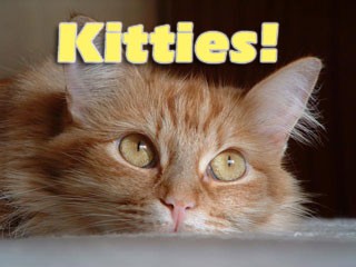 Kitties! Screen Saver 2.0 screenshot Kitties! Screen Saver 2.0 screenshot