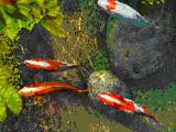 Koi Fish 3D Photo Screensaver 1.0 screenshot Koi Fish 3D Photo Screensaver 1.0 screenshot