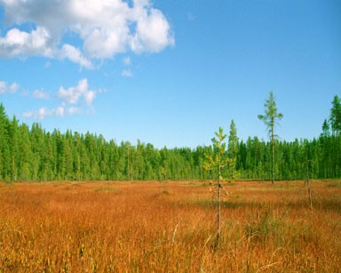 Landscape Online Wallpaper Changer 1 screenshot Landscape Online Wallpaper Changer 1 screenshot