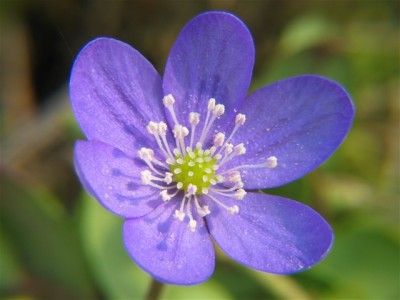 Liverleaf Flower Screensaver 1.0 screenshot