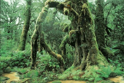 Living Rainforest 1.0 screenshot Living Rainforest 1.0 screenshot
