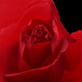 Love and Roses Slide Show 1.0 screenshot Love and Roses Slide Show 1.0 screenshot