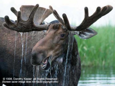 Magnificent Moose 1.3 screenshot