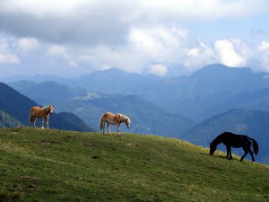 Majestic Horses Screensaver 1 screenshot Majestic Horses Screensaver 1 screenshot