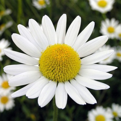 Mayweed Screensaver 1.0 screenshot Mayweed Screensaver 1.0 screenshot