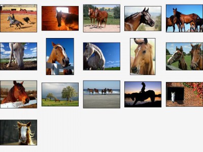 Noble Stallions Screensaver 1.0 screenshot Noble Stallions Screensaver 1.0 screenshot