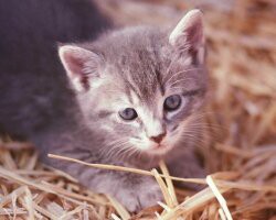 Only Kittens Life 1.2.16 screenshot Only Kittens Life 1.2.16 screenshot