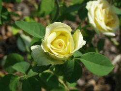 Only Roses Show 1.2.17 screenshot Only Roses Show 1.2.17 screenshot