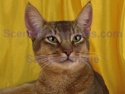 Pedigree Cats Screensaver 2.0 screenshot