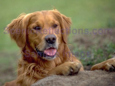Pedigree Dogs Screensaver 2.0 screenshot Pedigree Dogs Screensaver 2.0 screenshot