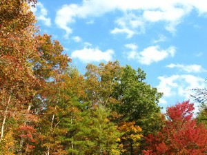 Perfect Autumn Screensaver 1 screenshot