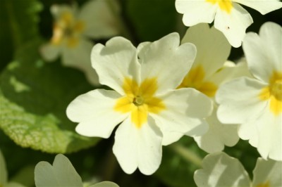 Primrose Screensaver 1.0 screenshot