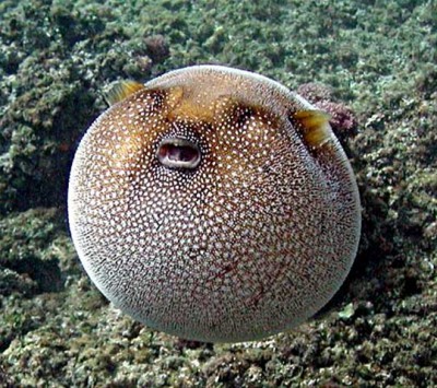 image: puffer-fish-screensaver