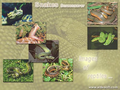 Snakes Screensaver 1.2b screenshot Snakes Screensaver 1.2b screenshot