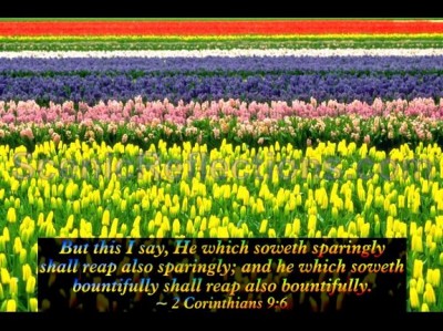 Spring (with Bible Verses) Screensaver 2.0 screenshot