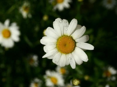 Spring Flowers Screensaver 1.0 screenshot