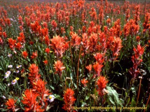 Stunning Wildflowers 3.0 screenshot