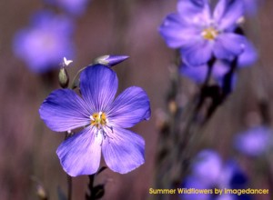 Summer Wildflowers 3.0 screenshot