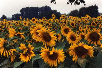Sunflowers Screensaver 1.0 screenshot Sunflowers Screensaver 1.0 screenshot