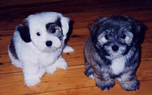 Sweet doggies screensaver 1 screenshot