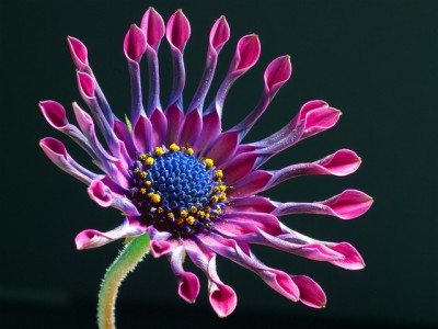 The African Daisy Screensaver 1.0 screenshot