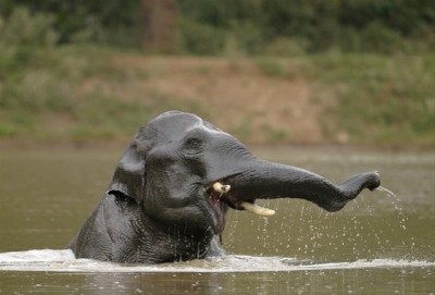 The Indian Elephant Screensaver 1.1 screenshot
