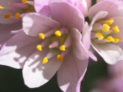 The Onion Flower Screensaver 1.0 screenshot