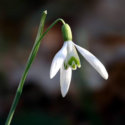 The Snowdrop Screensaver 1.1 screenshot The Snowdrop Screensaver 1.1 screenshot