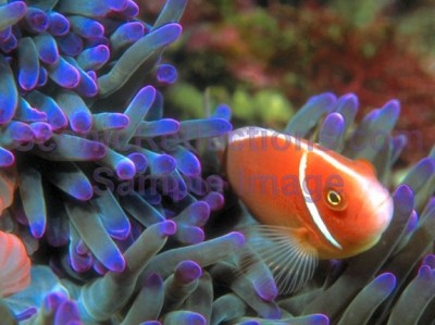 Tropical Sea Life Screensaver 1.0 screenshot
