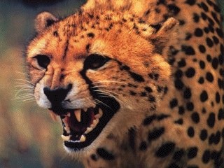 Wildlife Animals Screen Saver 3.0 screenshot