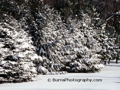 Wisconsin Snowscapes Screensaver 4.50 screenshot