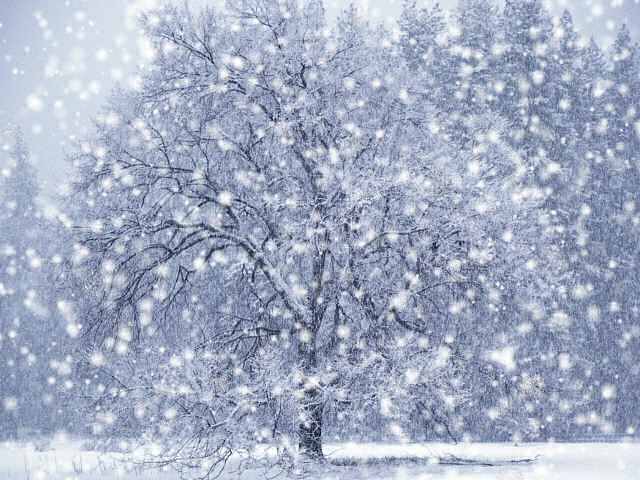 dx-winter-snow-screensaver.jpg