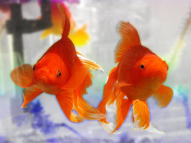 3d goldfish wallpaper. goldfish download 3d