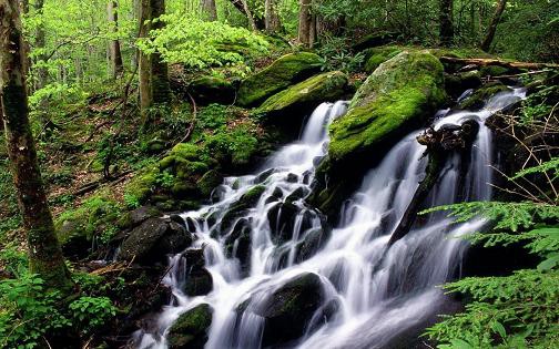 free waterfall pictures. Free Living Forest Waterfall