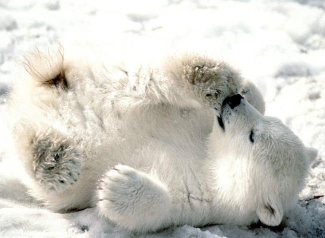 В одном цвете Polar-bears-screensaver
