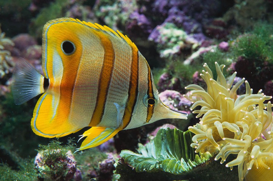 Advanced Search tropical fish species
