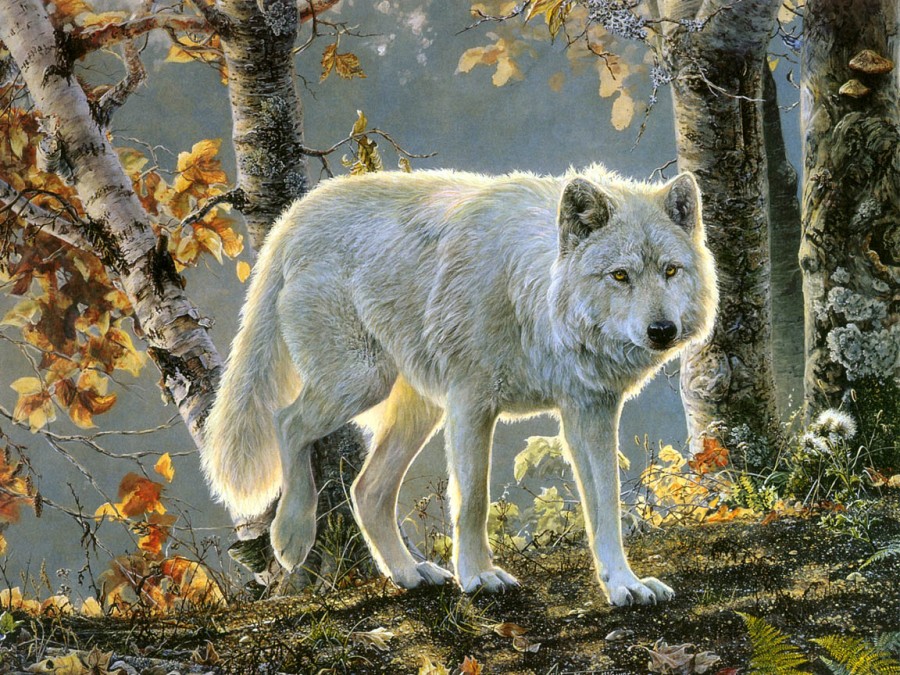 ۩۞۩♠صورحيوانات اليفة ومفترسة♠۩۞۩ Wolves-of-the-wild-volume-1