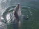 2007 Dolphin ScreenSaver 1.0