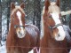 2007 Horses ScreenSaver 1.0