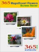 365 Magnificent Flowers Screen Saver 2.1