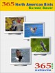 365 North American Birds Screen Saver 2.1 365 North American Birds Screen Saver 2.1