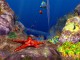 3D Ocean Fish screensaver 3.0