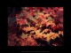 4 Seasons - Screensavers 3.1