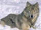 7art Angry Wolves ScreenSaver 1.6